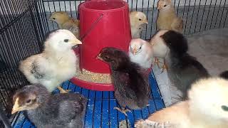 Cute color full Hen Chicks Playing and eating feed