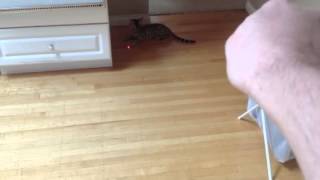 Bengal Kitten vs Laser Pointer - Need I say more!!