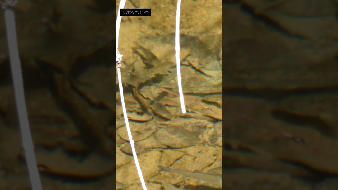 Potraga za ribom. Rijeka Turija. Fish hunting, ribolov & fishing.