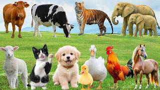 🌿 Discover Charming Farm Animals: Sheep, Pig, Cat, Cow, Horse, Dog & Duck – Relaxing Country Sounds