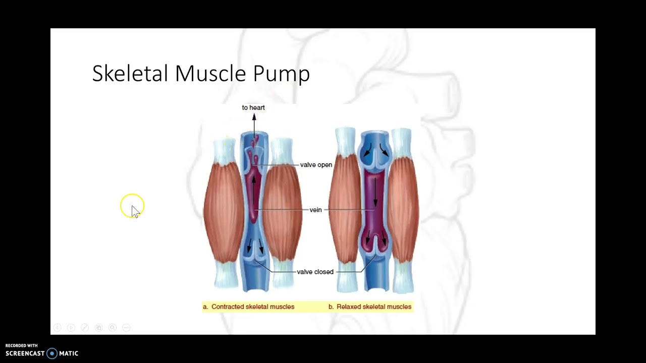 Myocardial Physiology 6 - YouTube