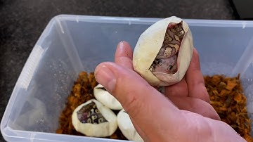 Mojave GHI Clown Clutch and MORE!!!