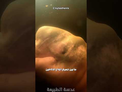 دولفين نهر الأمازون الوردي