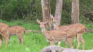 Deers. #deer #deers #incrediblekarnataka #youtubevideos #bandipur #karnataka