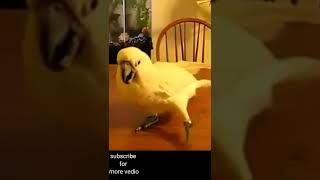 parrot chasing the laser pointer|what a expration😀😀😀😀.