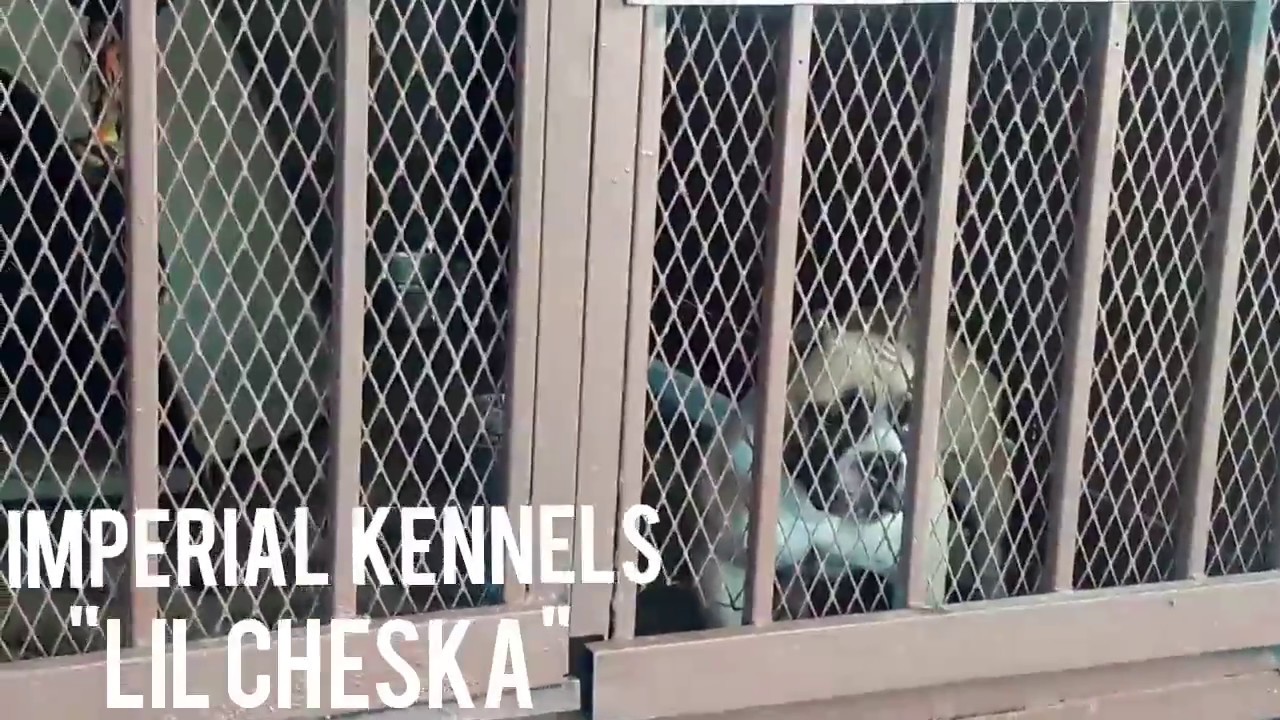 "LiL CHESKA" MICRO BULLY FEMALE  | IMPERIAL KENNELS