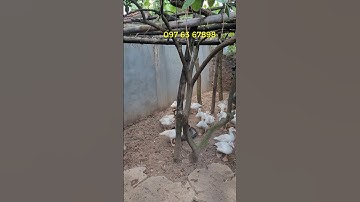 Chuông báo động chống trộm không dây ngoài trời chống nước soka ct80  #baodongchongtrom #baotrom