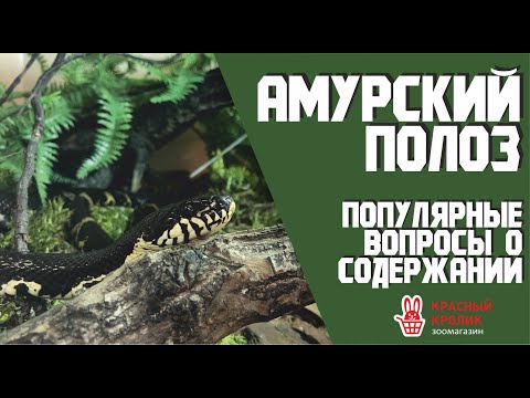 Амурский полоз содержание и уход в домашних условиях