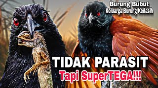 Keluarga Burung Kedasih Meski Tidak Parasit Tapi Tetap Jahat! - Burung Bubut (Greater Coucal)