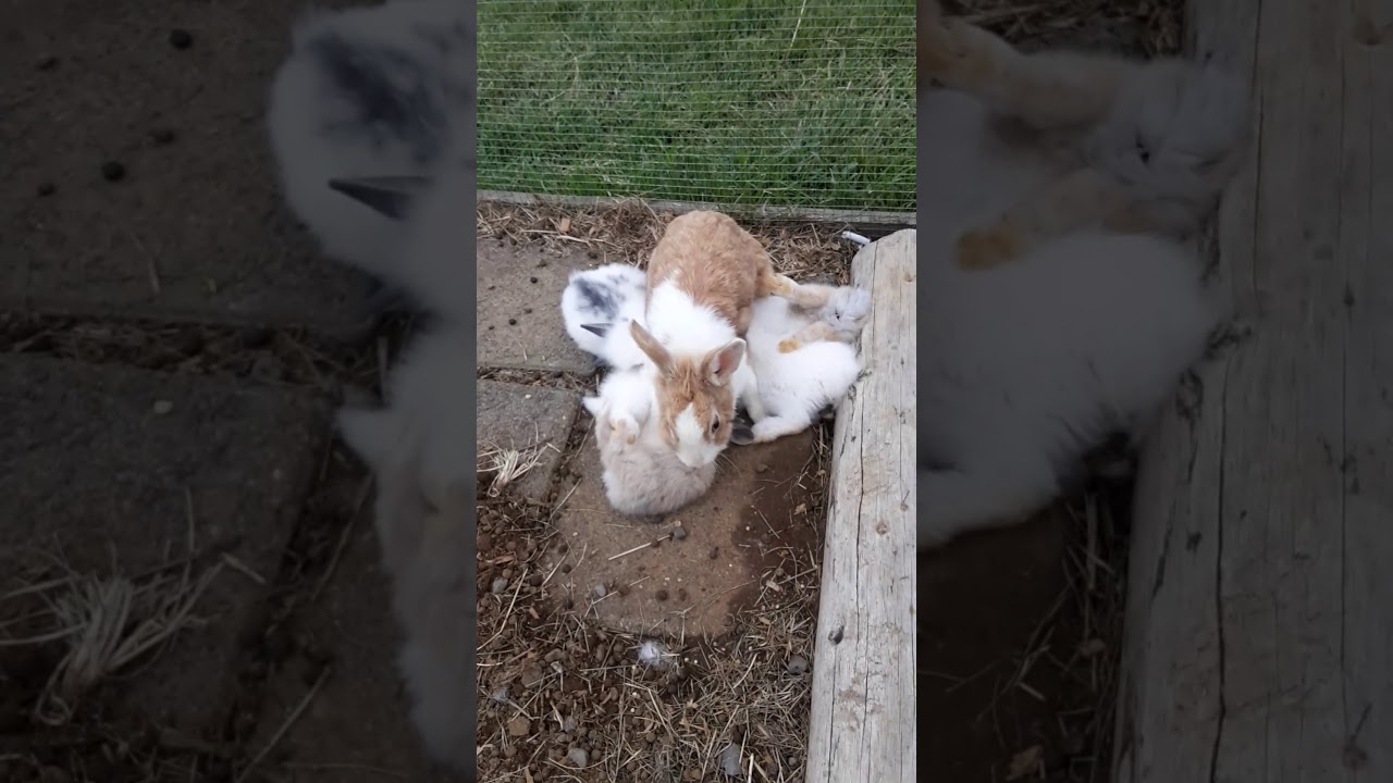 baby bunnies in Skjól camping - island — Skjól — video poster