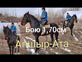 🔥Аламанга Таамай 6-жаш Ат/Апшыр-Атадан сатылат|+996 776 00 04 81