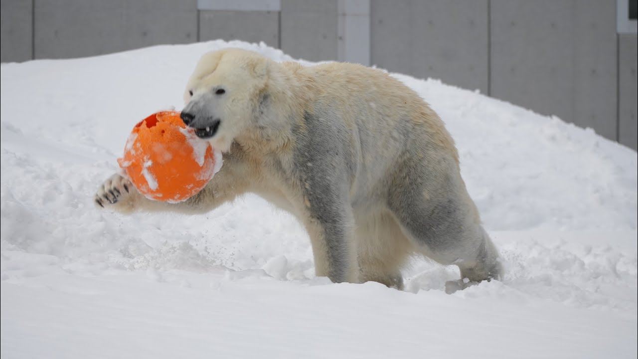 2026 2 21 円山動物園 リラ ライト ララ
