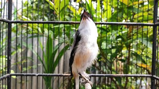 CENDET INI GACOR BANGET ISIAN BANYAK - CENDET GACOR FULL ISIAN