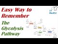 Glycolysis Pathway Quiz