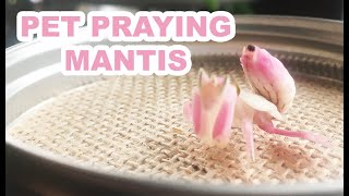 Pet Praying Mantis!