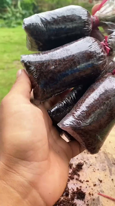 Cara mudah stek bougenville #bougenville