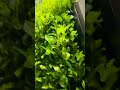 How to set up the timer on the smart live green wall