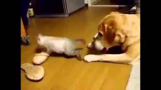 Все коты - засранцы. Классная подборка Все коты - засранцы. Классная подборка
