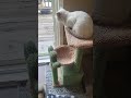 soft fur