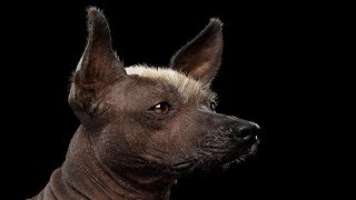 200 XOLOITZCUINTLE