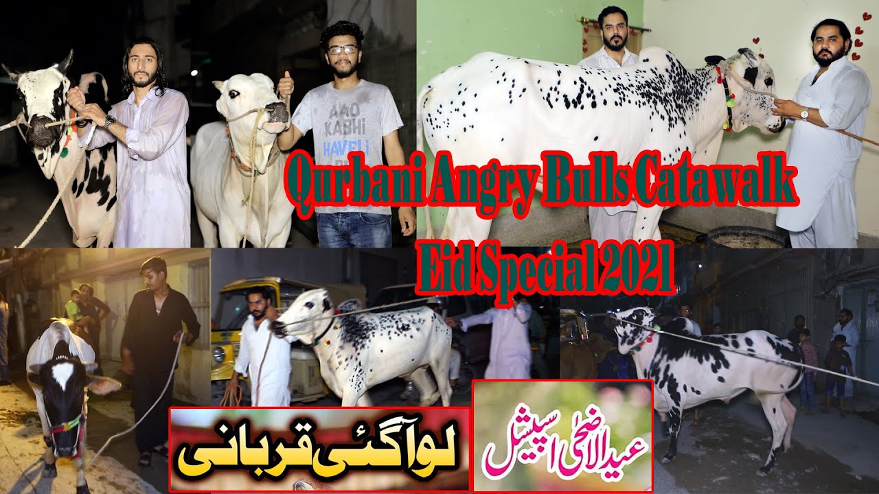 Bulls Catwalk Pindi Boys Bulls 2022 Chand Raat Eid ul Adha Rawalpindi Special Danger angry bull 2022