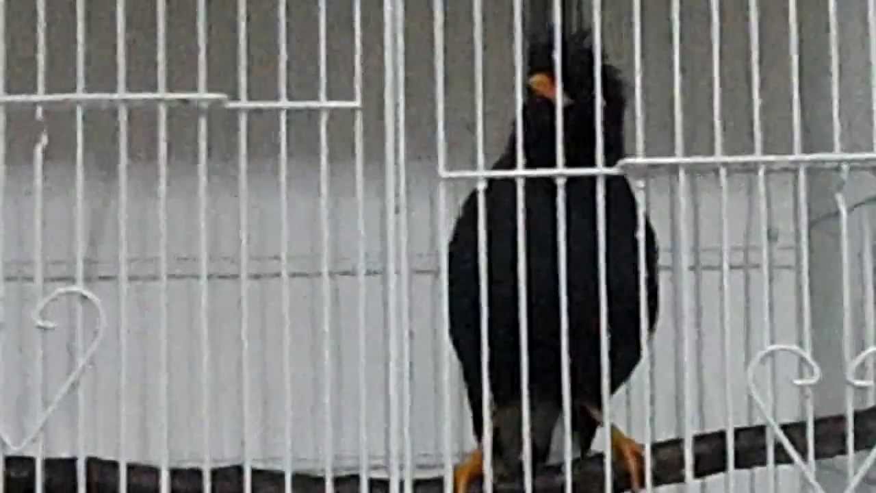 Jalak Kebo Jambul Thailand E Yunto Youtube