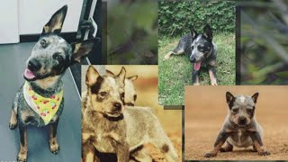 Family says vet accidentally euthanized their dog