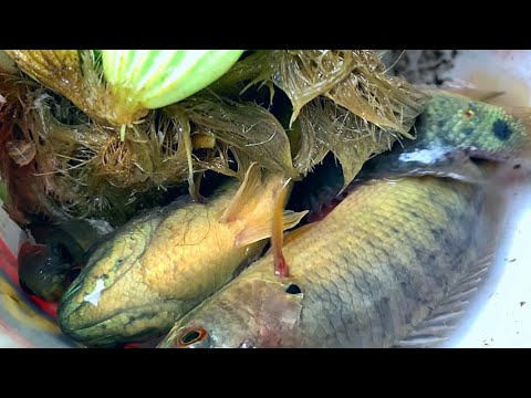Câu Cá Rô Đồng Bằng Mồi Này Rất nhậy || Good bait for Climbing Perch Fishing
