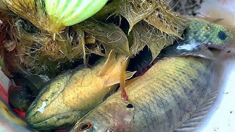 Câu Cá Rô Đồng Bằng Mồi Này Rất Nhạy || Good bait for Climbing Perch Fishing