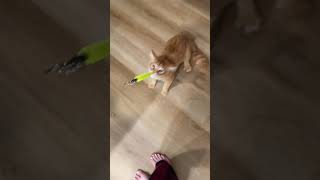 I started recording to try and get a video of his super high jumps, then this happened for the first
