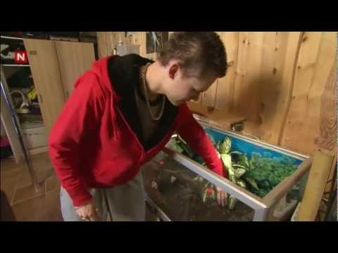 Video: Hvordan Holde Den Gigantiske Achatina Sneglen