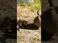 #mighty #ducks #quackquack #duck #life #golf #gaming #love #animals #outdoors #relaxing #creature #w