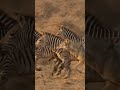 The animlas kingdom matter matter here