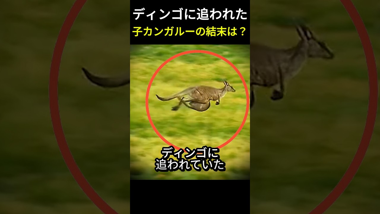 ディンゴに追われた子カンガルーの結末は？