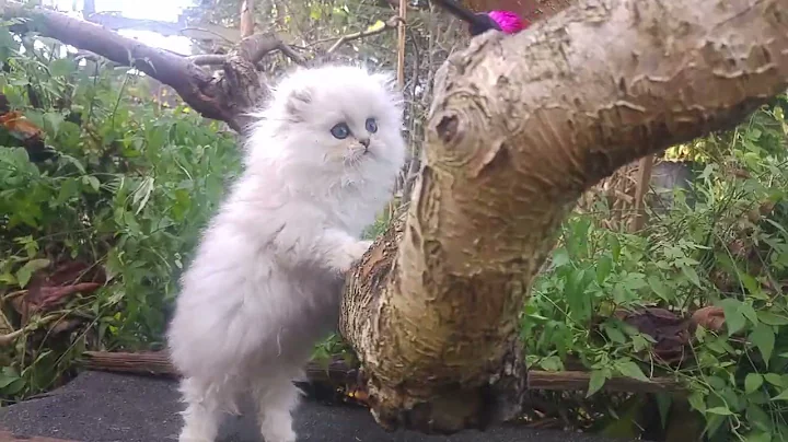 Watch the video about Shoony the beautiful chinchilla persian little boy...