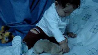 Akeimi Mata Perritos