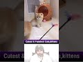 You Can’t Stop Laughing At These Cats &amp; Kittens 😂 Funny Cats And Kittens Video #funnycats #kitttens