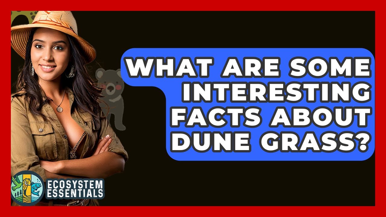 What Are Some Interesting Facts About Dune Grass? - Ecosystem Essentials