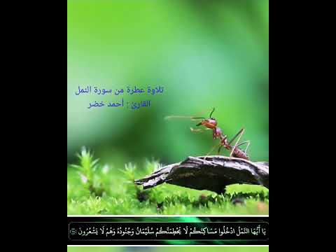 تلاوة عطرة من سورة النمل القارئ أحمد خضر