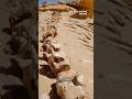 This massive skeleton belongs to an ancient whale #short #whale #fossil