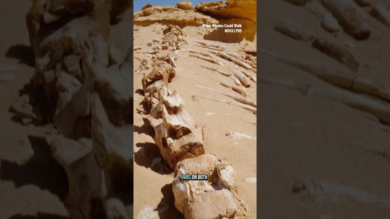 This massive skeleton belongs to an ancient whale 