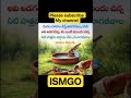 emotional 🐒🙀🐕🐕‍🦺🦙🐐🐑 #trending #lifeisbutadream #motivation #telugushorts #love #ismgo #ytshorts