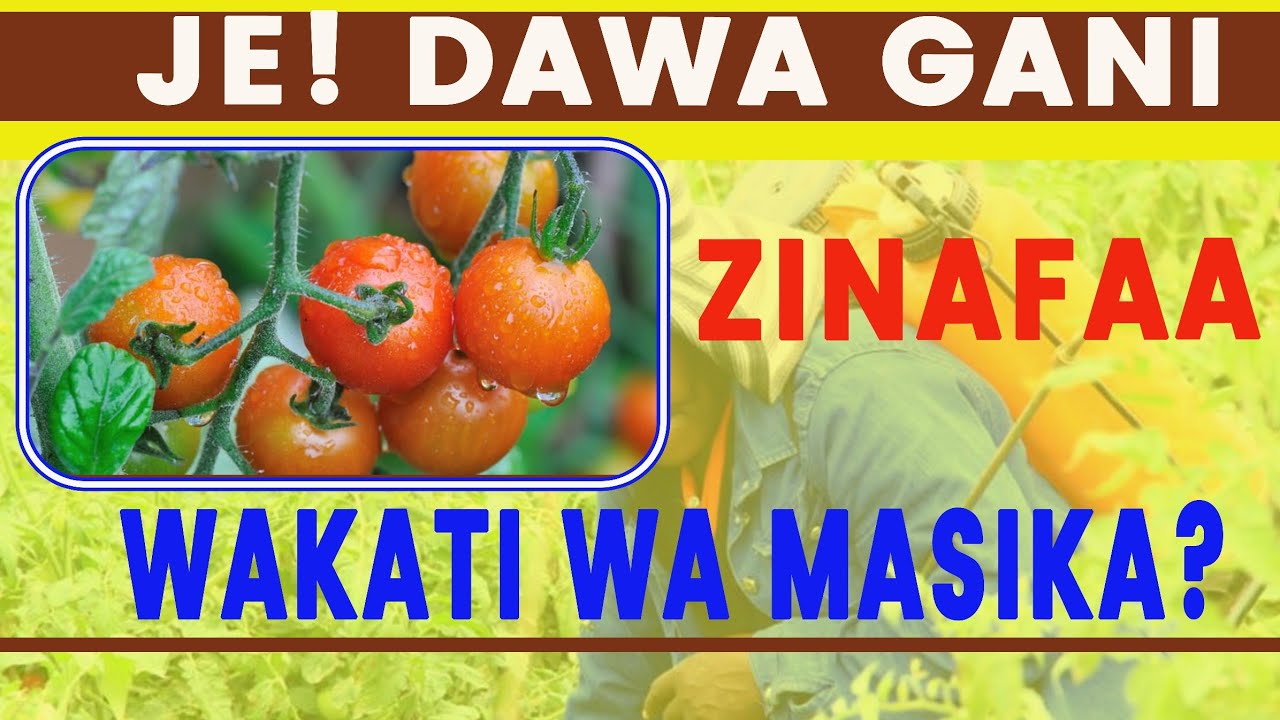JE! DAWA GANI ZINAFAA KWA KILIMO CHA NYANYA WAKATI WA MASIKA?