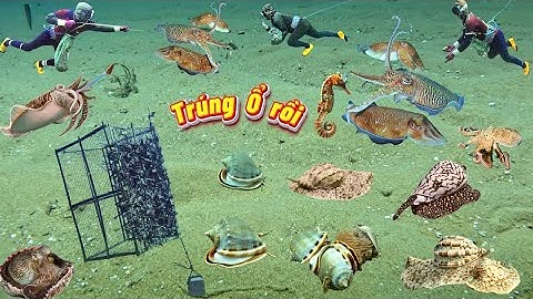 Tóm Gọn Hết Ổ Mực Nang Bạch Tuộc Và Nhiều Loại Ốc Ở Độ Sâu 15 Mét | Cảnh 86