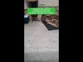 Un cerbiatto si ripara dalla pioggia sullo zerbino di una casa in Abruzzo