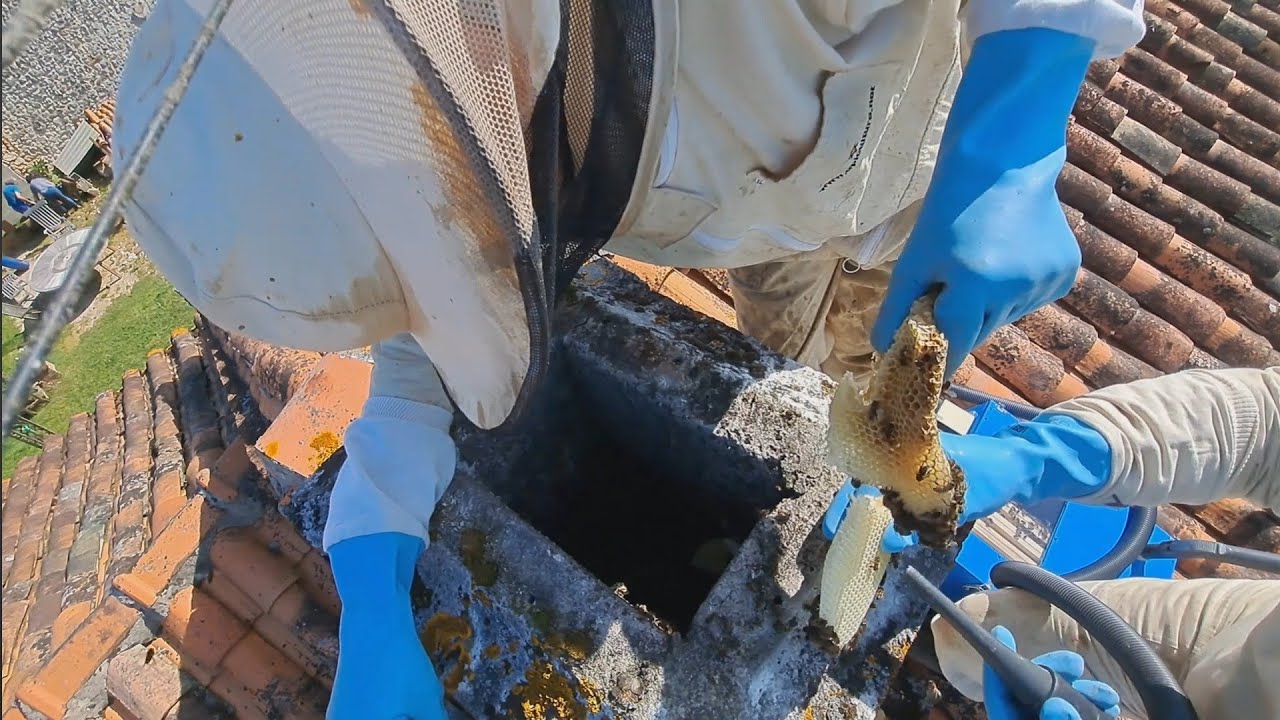 SAUVETAGE D'UN ESSAIM D'ABEILLES DANS UNE CHEMINÉE AVEC UN ASPIRATEUR A — free download