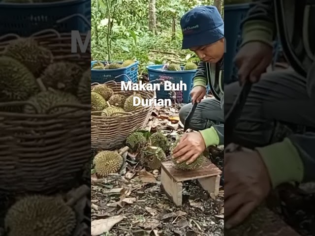 Belah Buah Durian class=