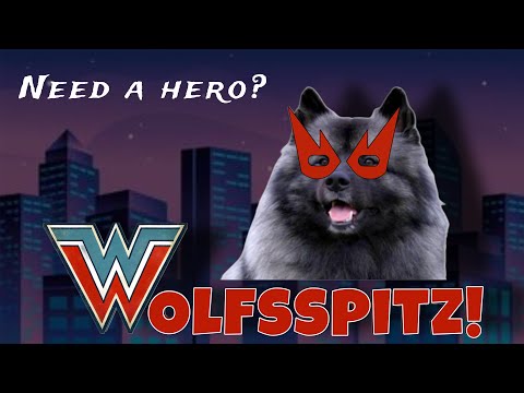 Deutscher Wolfsspitz: Der Held unter den Hunden