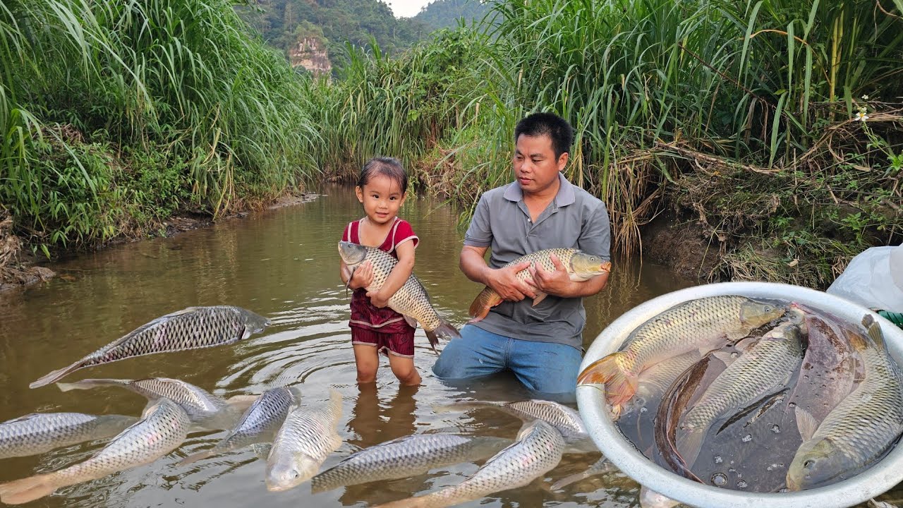 Harvesting natural giant fish from shallow streams and bring it to the market to sell.