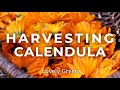 Growing and harvesting Calendula Flowers
